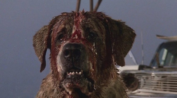 Stephen King’s Killer Canine Cujo Is Coming Back As Netflix Sets New Movie Adaptation